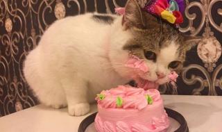 不让猫吃蛋糕最斯文的方法 猫咪能吃蛋糕吗