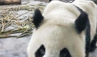 大熊猫与小熊猫有什么区别 大熊猫和小熊猫